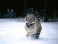 /album/galerie-photos/tigre-dans-la-neige-jpg/